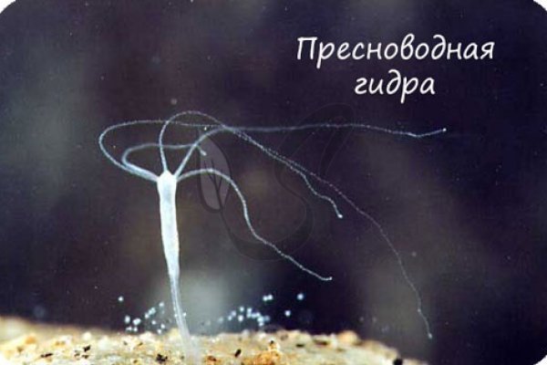 Кракен даркнет только через тор